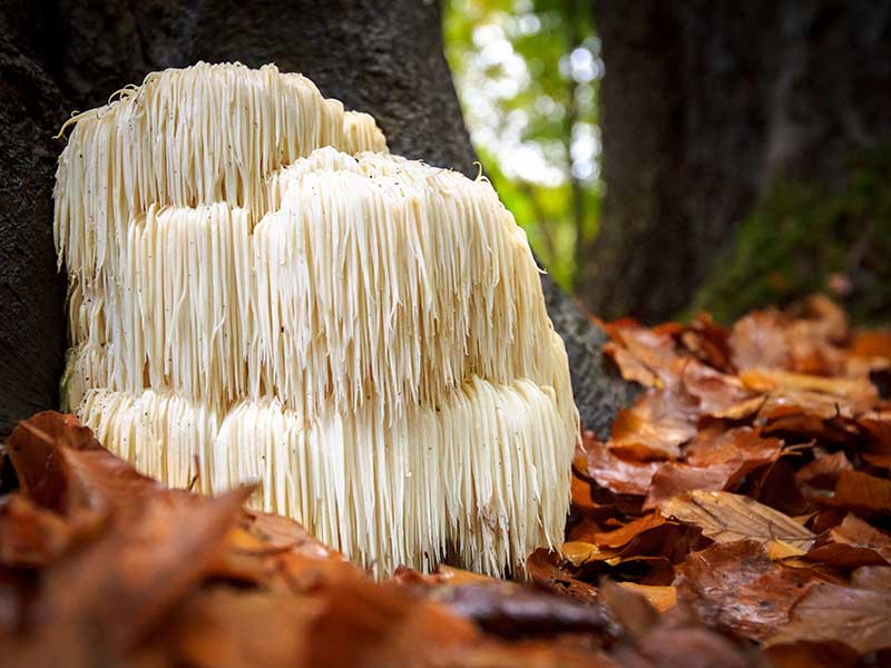 Lion's mane mushrooms featured by the Alzheimer's Drug Discovery Foundation