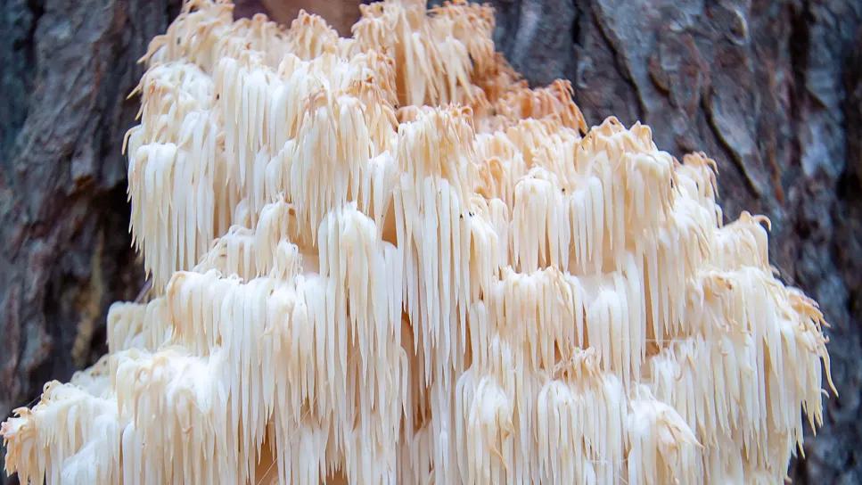 Lion's mane mushroom featured by Cleveland Clinic