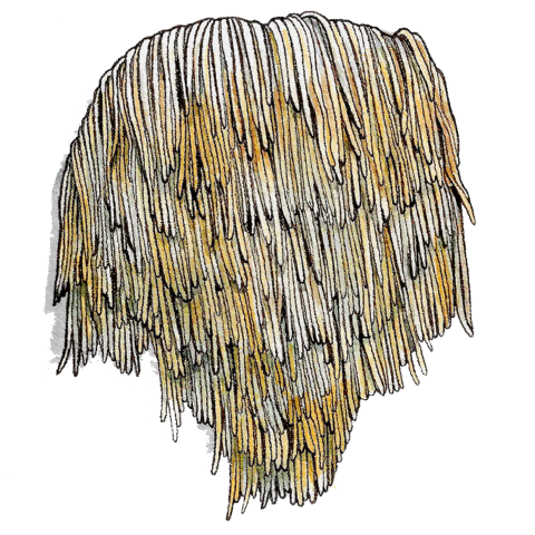 Lion's mane mushroom featured by Memorial Sloan Kettering