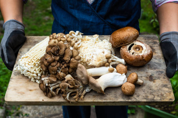 Freshly picked mushrooms on a wooden board featured by The Washington Post