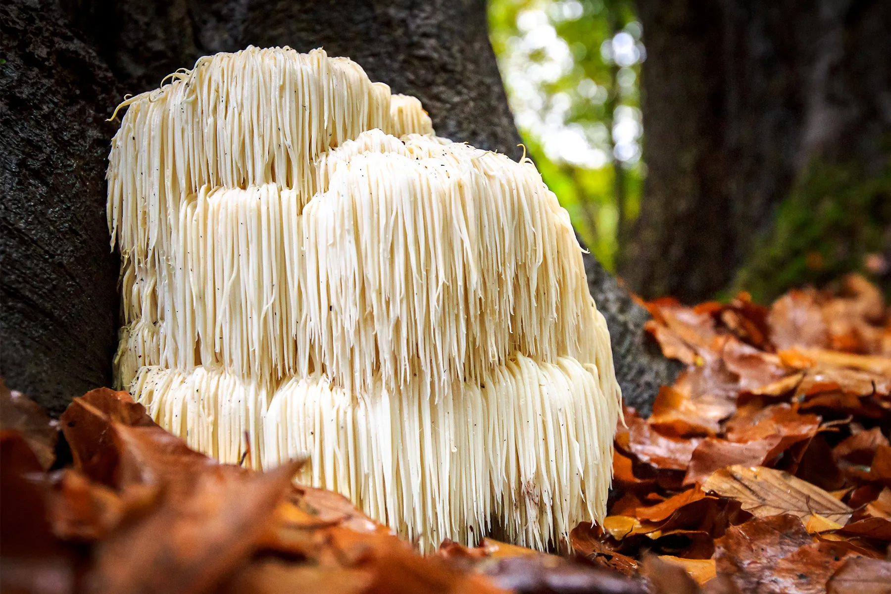 Lion's mane mushrooms featured by WebMD